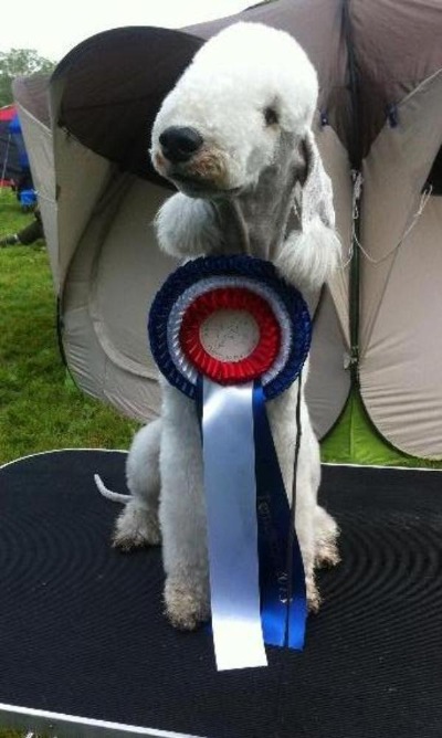 Nationalen Terrierschau in Eiken